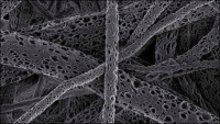 Porézní nanovlákenná vrstva funguje jako nosič kmenových buněk
