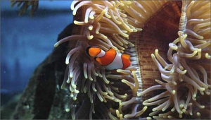 Tuto rybku, známou pod jménem klaun očkatý, schovávající se v mořských sasankách, množí v La Rochelle zcela běžně. Barevný a čilý živočich baví návštěvníky