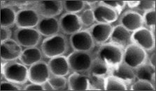 Nanotrubičky vzniklé anodickou oxidací titanu (SEM, průměr nantorubičky okolo 10 nm)