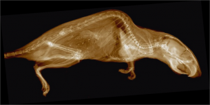 Obr. 1: Rentgenový snímek myši pořízený zobrazovací kamerou Widepix 10 × 10 a rentgenkou s nanofokusem (meřeno v Centru Excelence, Telč)