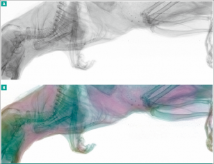 Obr. 3: Rentgenový snímek myši, kde spektrální zobrazování pomáhá identifikovat různé typy tkáně A: Standardní černobílý snímek pořízený rentgenovou radiografií B: „Barevný“ radiografický snímek, kde jednotlivé barvy odpovídají různým odezvám tkáně na měnící se spektrální parametry