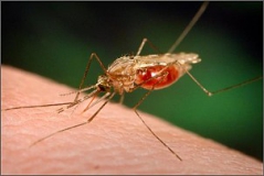 Malárii přenášejí samičky komára rodu anofeles