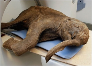 42 000 let staré mládě mamuta