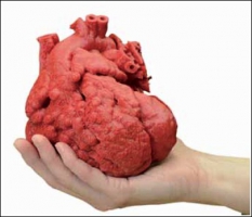 Důvody pro transplantaci bývají různé a různí pacienti čekají na dárce – mnohdy marně.