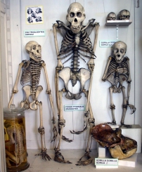 Kostry šimpanze, orangutana a gorily v Anatomickém muzeu