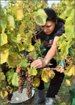 Sběr hroznů napadených plísní šedou (Botrytis cinerea), zde nejsou cibéby vyňaty