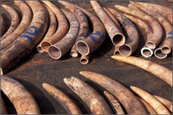Měření stabilních izotopů ze vzorků sloních klů pomůže v boji proti nelegálnímu obchodu se slonovinou.