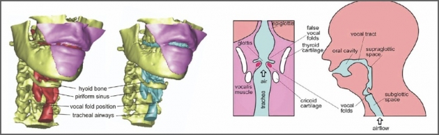 Rekonstrukce vokálního traktu člověka ze snímků CT