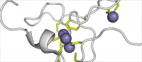 Metallothionein Metallothionein