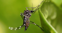 Komár druhu Aedes aegypti, který přenáší nejen virus zika, ale také horečku dengue, chikungunyu či žlutou zimnici