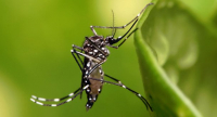 Komár druhu Aedes aegypti, který přenáší nejen virus zika, ale také horečku dengue, chikungunyu či žlutou zimnici Komár druhu Aedes aegypti, který přenáší nejen virus zika, ale také horečku dengue, chikungunyu či žlutou zimnici