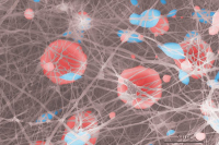 Detail nano-vlákenného biodegradabilního nosiče lidských buněk