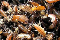 Orchestia gammarella Orchestia gammarella
