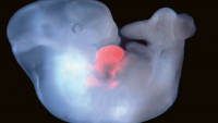 Myší embryo s vloženými kmenovými buňkami potkana
