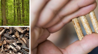 Palivové dřevo je kvůli kůrovcové kalamitě letos velmi levné Palivové dřevo je kvůli kůrovcové kalamitě letos velmi levné