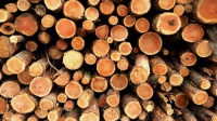 Vynucená těžba dřeva s sebou přináší i zvýšenou produkci štěpky Vynucená těžba dřeva s sebou přináší i zvýšenou produkci štěpky