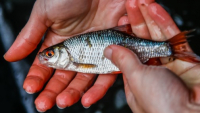Žáci mohou sledovat online komentované vypouštění ryb do Bíliny 