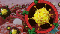 Částice nanovakcíny ExtraCRAd zdatně infikují a ničí nádorové buňky