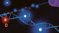Biologické molekuly DNA mají ohromný potenciál pro ukládání informace
