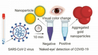 Experimentální rychlotest pro infekci covidu-19 využívá nanočástice zlata