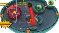 „Chytré“ zlaté nanoklícky zasahují proti rezistentním nádorům