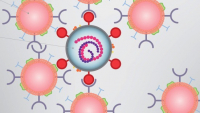 Nanohouby mohou zasáhnout proti koronaviru SARS-CoV-2