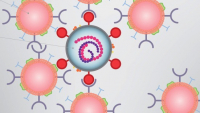Nanohouby mohou zasáhnout proti koronaviru SARS-CoV-2 Nanohouby mohou zasáhnout proti koronaviru SARS-CoV-2