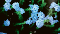 Nanostruktury z fosfidu kobaltu připomínají traviny o průměrné délce 1,5 μm a tloušťce zhruba 100 nm. Nanostruktury z fosfidu kobaltu připomínají traviny o průměrné délce 1,5 μm a tloušťce zhruba 100 nm.
