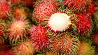 Obnovitelné materiály pro chemický průmysl získává BASF v rámci programu Rambutan © BASF Obnovitelné materiály pro chemický průmysl získává BASF v rámci programu Rambutan © BASF