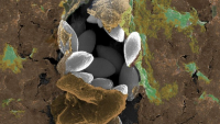 Nové proteinové nanočástice mohou proniknout do mozku a dopravit tam léčivo /Obr.: biointerfaces.umich.edu/