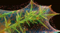 Nový nanomateriál založený na hedvábí roztočů Nový nanomateriál založený na hedvábí roztočů