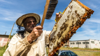 Včelám ve Spolaně se daří. Včelaři stočili více medu než loni