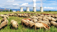 Pasoucí se stádo ovcí a koz s pohledem na Elektrárnu Tušimice