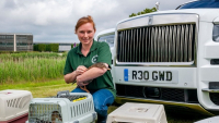 Rolls-Royce zachraňuje opuštěná kachní mláďata