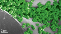 Nanobionické rostliny září a je možné je opakovaně „nabíjet“ světlem