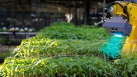 Čtyři oblasti, ve kterých roboty mění potravinářský průmysl