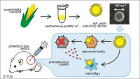 Bionanočástice z kukuřice cílí na nádorové buňky