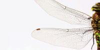 Hmyzí křídla s antibakteriální ochranou inspirují nové obaly potravin © Pixabay / CC 0 Public Domain