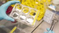 Na Univerzitě Tomáše Bati ve Zlíně vznikají biomateriály budoucnosti Na Univerzitě Tomáše Bati ve Zlíně vznikají biomateriály budoucnosti