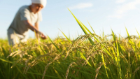 První plodinou, u které by se apomiktické odrůdy mohly prosadit, bude pravděpodobně rýže © okugawa/iStock