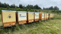 Via Salis instalovala v rámci pilotního projektu 10 včelích úlů u dálnice D4 Via Salis instalovala v rámci pilotního projektu 10 včelích úlů u dálnice D4