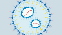 Nanočástice s mRNA zabraňují alergii na arašídy, prozatím u myší