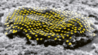Tetování buněk nanočásticemi zlata pomůže diagnostice