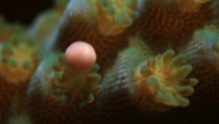 Canon jako první zachytil rozmnožování mořských korálů v laboratorních podmínkách