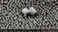 Nová plastová fólie s nanopilíři roztrhá viry jako nic
