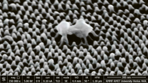 Nová plastová fólie s nanopilíři roztrhá viry jako nic