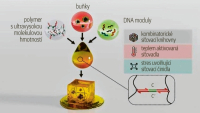 Programovatelné DNA hydrogely se uplatní v biomedicíně