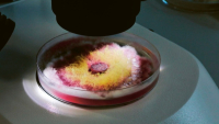 Nanočástice je možné vyrábět „zelenou“ syntézou s využitím hub