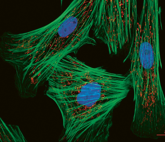 Fibroblasty na uměle kolorovaném snímku. Jádra jsou modře, mitochondrie červeně, zeleně pak vlákna, která tvoří „kostru“ buňky © Zeiss Microscopy (CC SA BY 2.0)