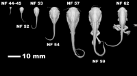 Fascinující proměna žáby Xenopus v detailním 3D Fascinující proměna žáby Xenopus v detailním 3D